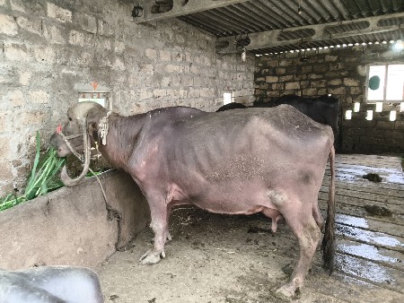 આ ભેંસ વેચવાની છે
