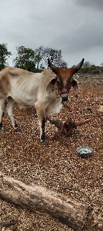 વેચવાનો.છે