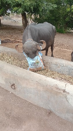 બે તને દીવશ કાચી