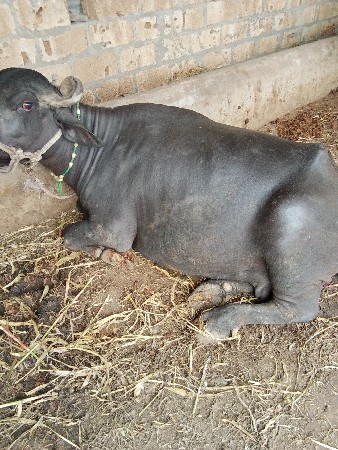 ભેંશ વેચવાની છે
