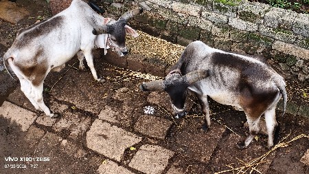godhla vesvana se