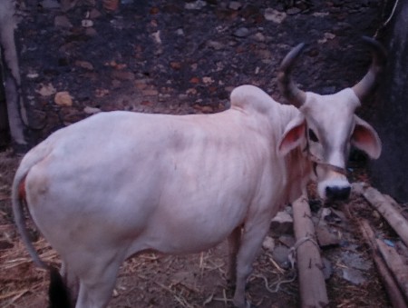 2ગાય હે