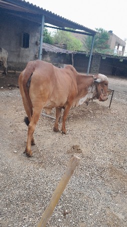 હોળકી પોણા ત્રણવરશની છે