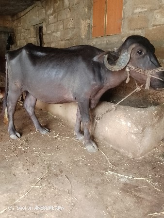 ભેંસ વેચવાની છે
