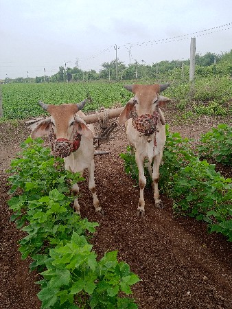ગોઢલા વેચવાના છે