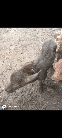 9904926958 આ નંબર માથે ફોન કરો