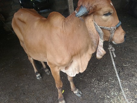 વાસળી વેચવાની છે
