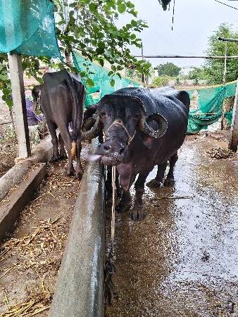 ભેંસો વેચવાની છે