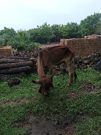 ગીર ગાય દેવાની છે