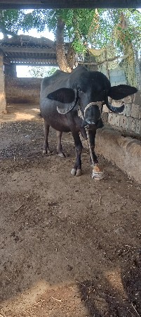 વેચવાની છે