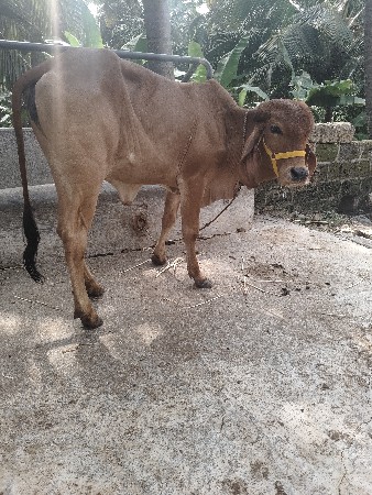 gir vasdi 13 mahina ni