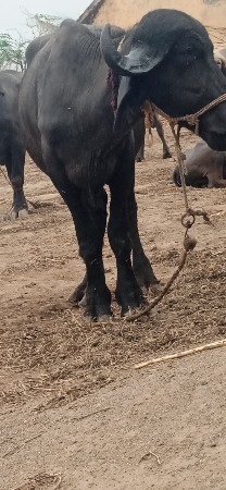 પાડો