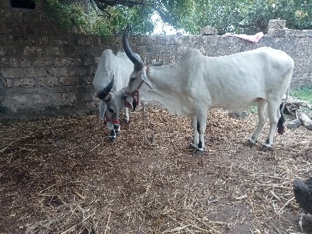 3 વાવણી ના સે બળદ