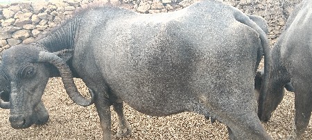 બે ભેંસ