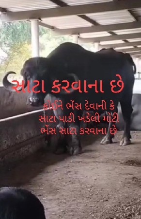સારી સારી ભેંસ.  લે વા.  ની.  છ
