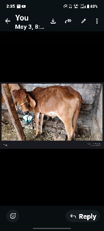 વાછરડી આપવાની છે