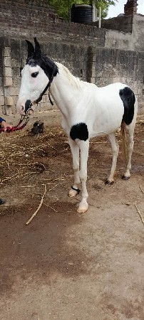 વસેરી ઘોડી છે
