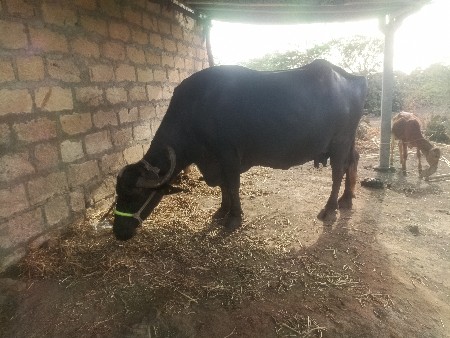 bhesh Veshavni che