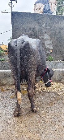 ખડેલી વેચવાની સે પેલું વેતર