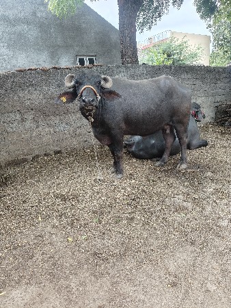 ખડેલી વેચવાની છે