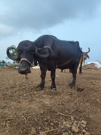 ભેંસ વેસવાની છે