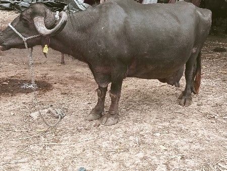 આ ભેંશ વેચવાની છે