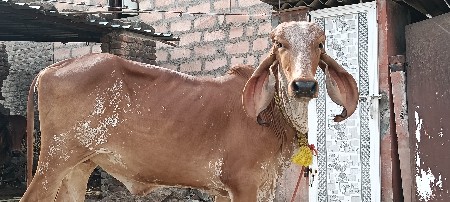 વાસડીયુ
