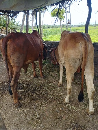 બળદ વેચવા ના છે જોડી.