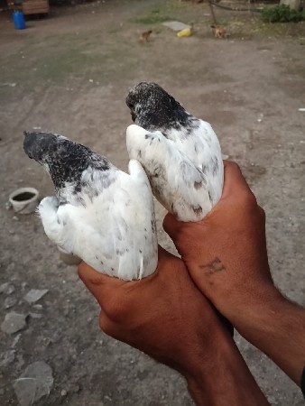 kamsari jodi che