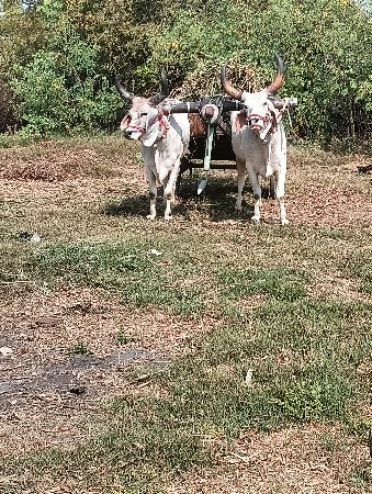 વેચવાના છે