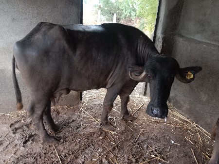 વેસવાની‌ છે