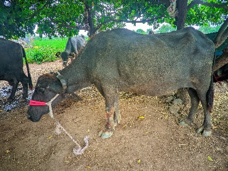 પેલા વેતર ની ખડેલી
