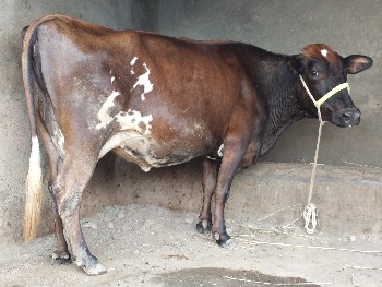 જર્સી ગાય વેચવાની છે