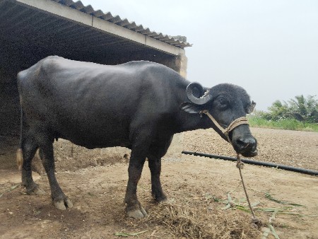 ભેંશ વેચવાની છે વે ર વિયાવાની છે