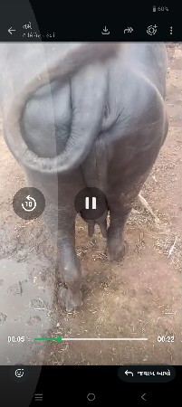 ભેંસ વેચવાની છે