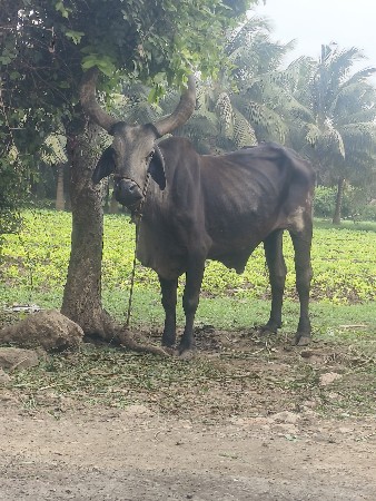 બળદ