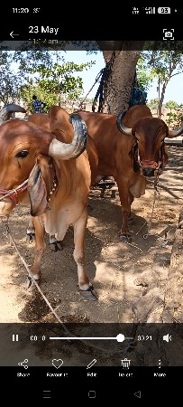 gir gayna barad 3 vavni