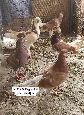 કબૂતર