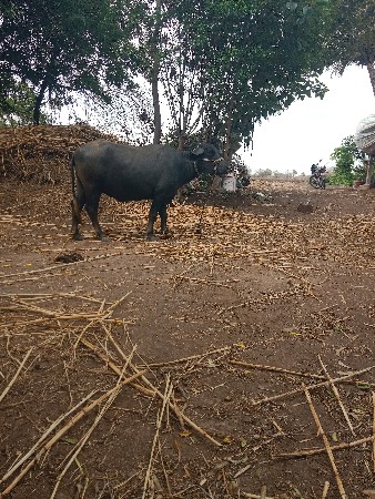 ખડેલું વેચવા નું છે