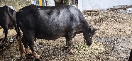ભેંસ વેચવાની છે