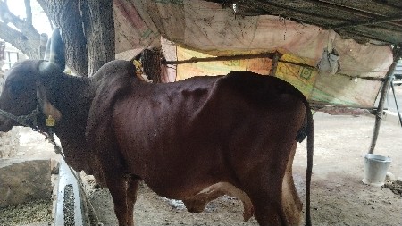 ગાય વેચવાની છે