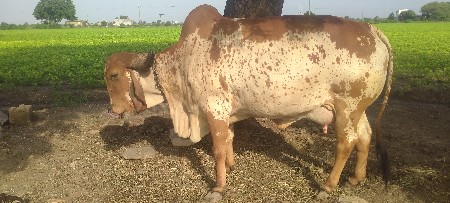 ગાય વેચવાની છે.