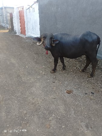 આ ભેંસ વેચવાની છે