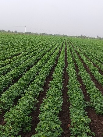 જમીન વેચવાની છે
33.વીઘા 12 ગુઠા ખાત