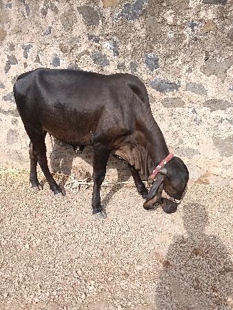 1.5 દોઢ વર્ષની વાચડી વેચવાની સે
