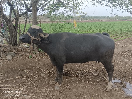 ભૈસ વેચવાનિ છે
