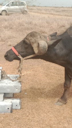 પેલું વેતર ખડેલી વેચવાની છે
