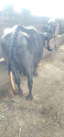 ભેંસ વેચવાની છે.