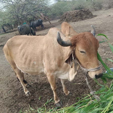 ગાય વિયાણ ઉપર છે 3 વેતર છે