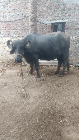 પેલા વેતર ની ભેંસ વેચવાની છે